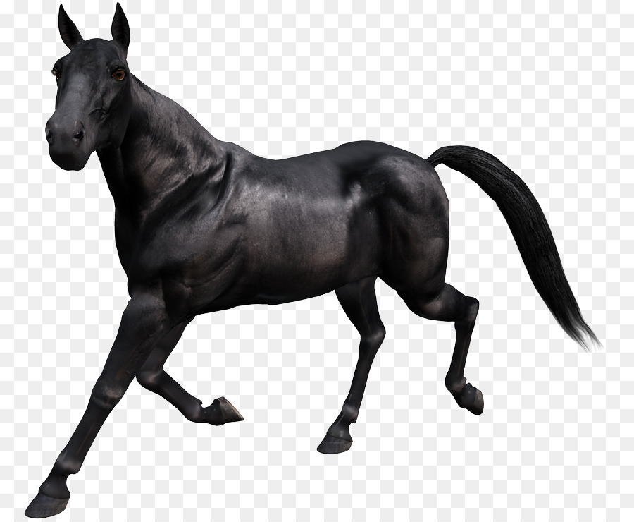 Caballo Negro Corriendo，Equino PNG