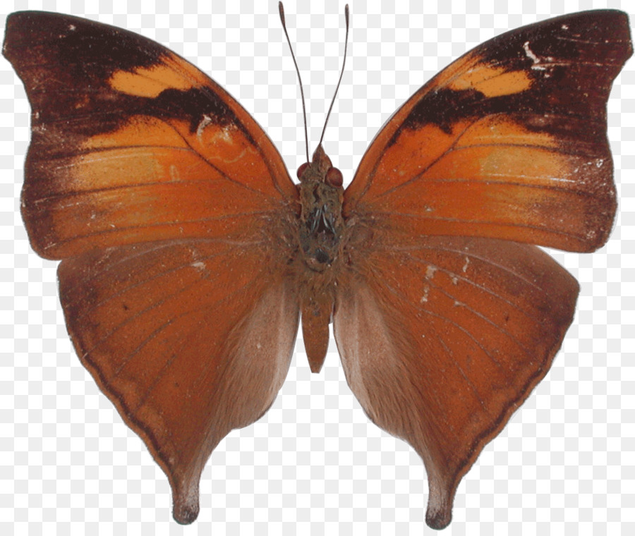 Mariposa，Kallima Inachus PNG