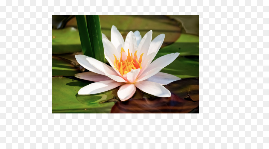 Nymphaea Alba，Lilium PNG