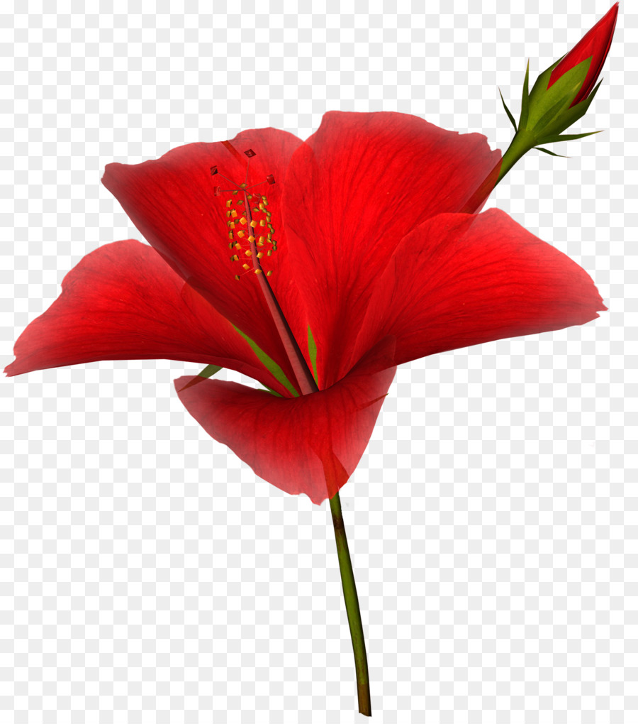 Flor Roja，Florecer PNG