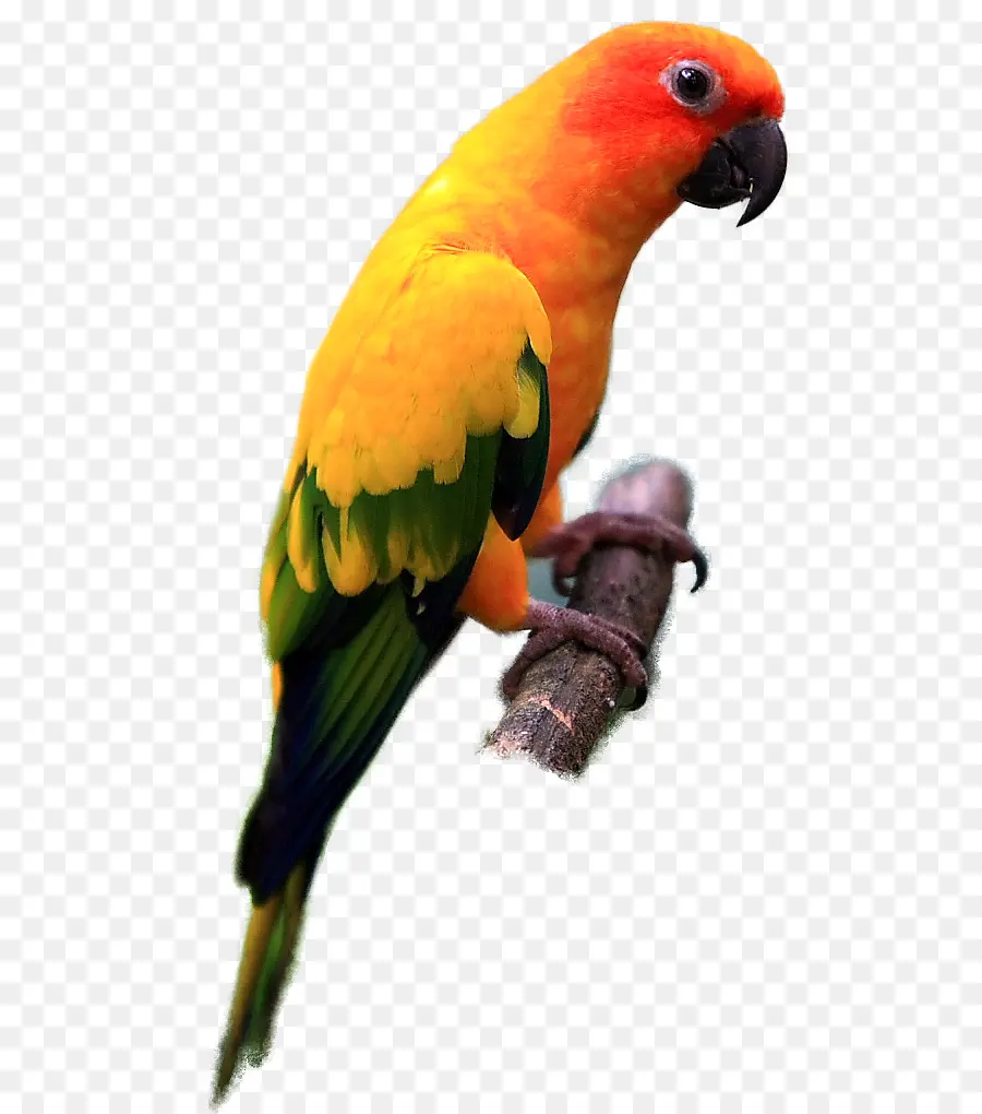 Parrot，Pájaro PNG