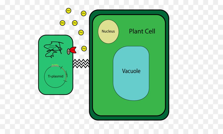 Agrobacterium Tumefaciens，Célula Vegetal PNG