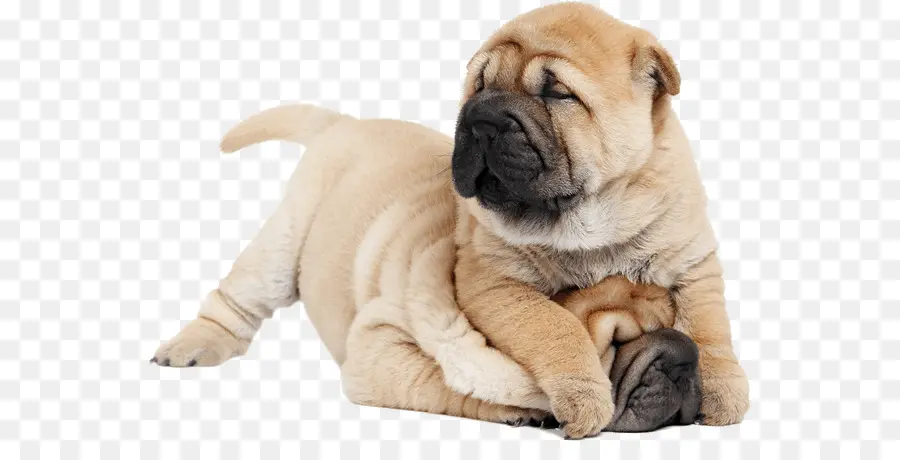 Cachorro Shar Pei，Perro PNG