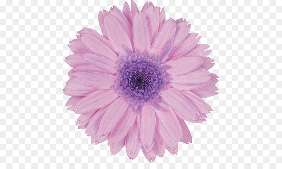 Flor，Azul PNG