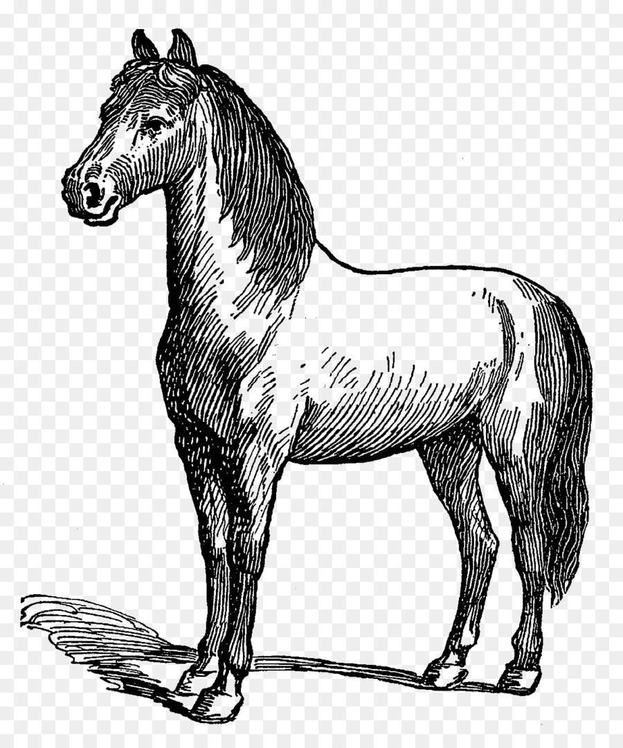 Caballo，Bosquejo PNG