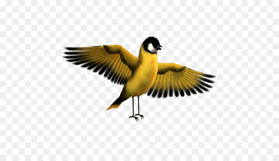 Pájaro，Vuelo PNG