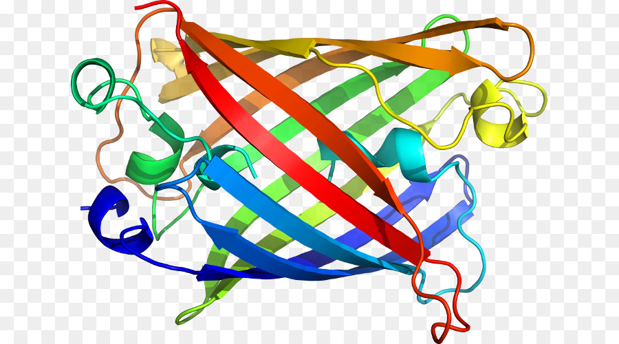 Estructura De La Proteína，Biología PNG