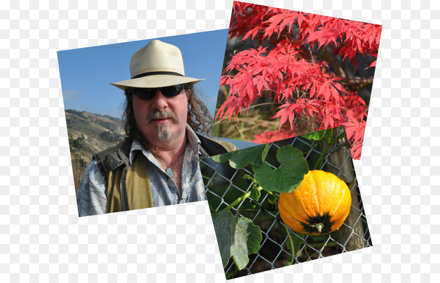 Flor，árbol PNG