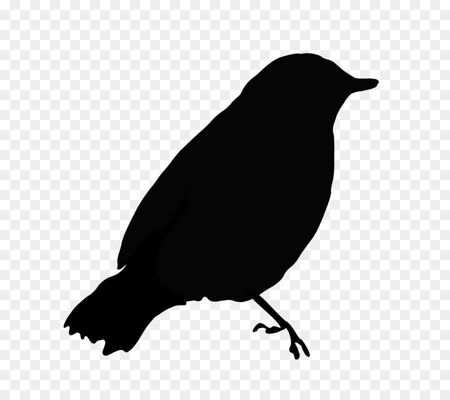 Pájaro，Dibujo PNG