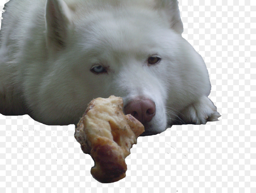 Perro，Blanco PNG