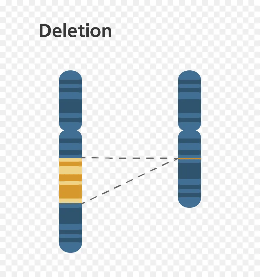 Anormalidad En El Cromosoma，Eliminación PNG
