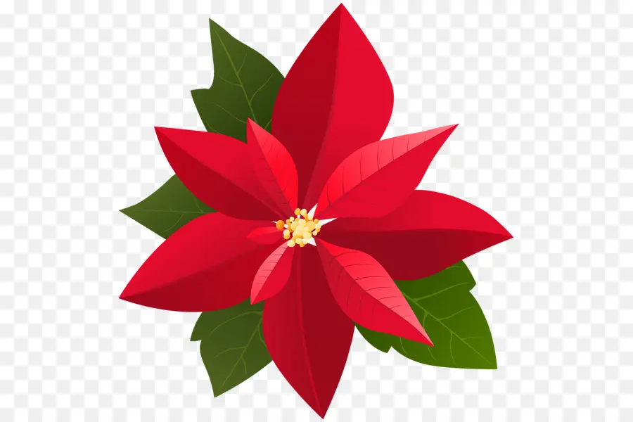 La Flor De Pascua，La Navidad PNG