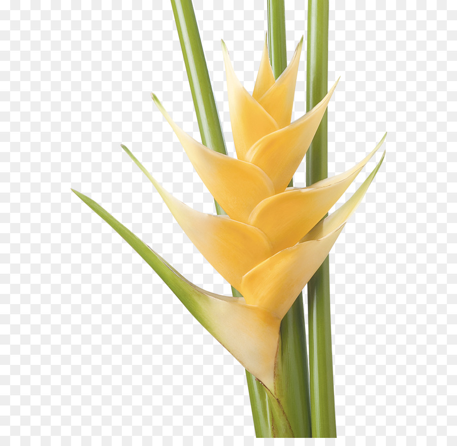 Flor De Heliconia，Tropical PNG