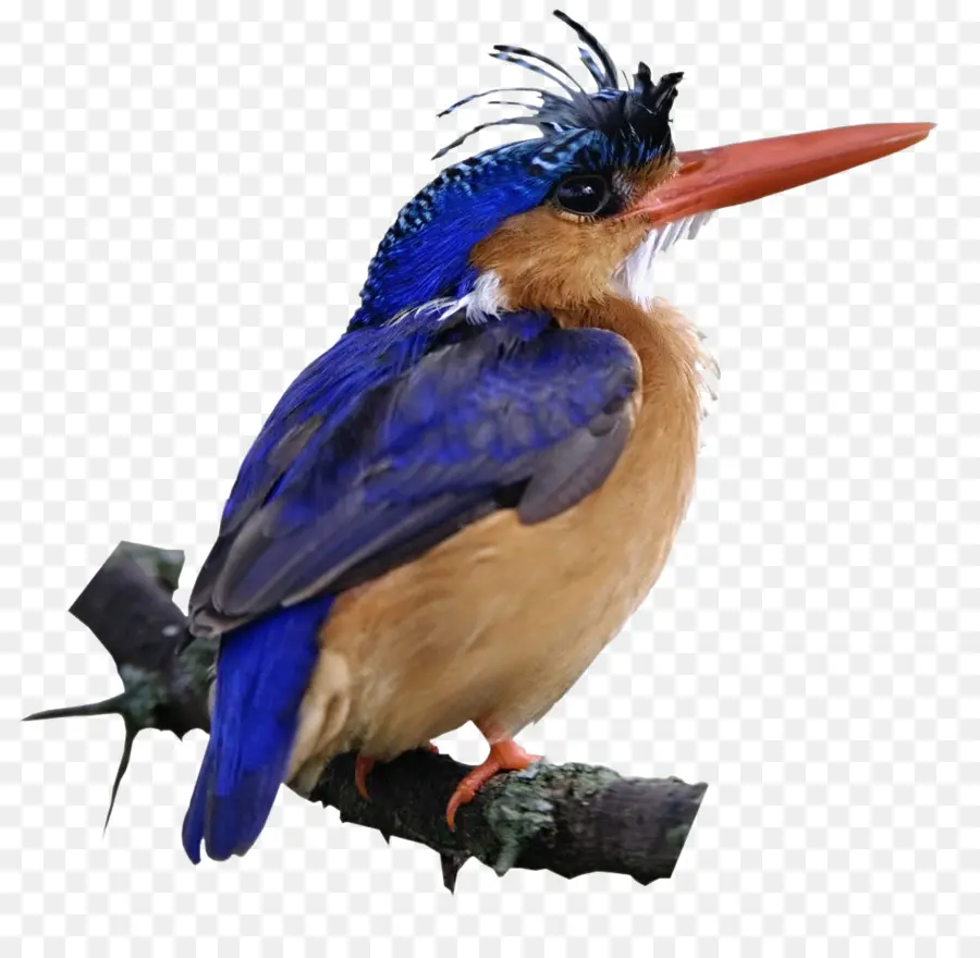 Pájaro，Kingfisher PNG