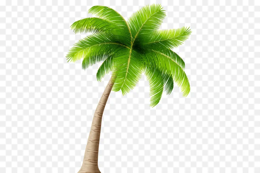 Arecaceae，Coco PNG