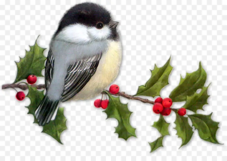 Pájaro，La Navidad PNG