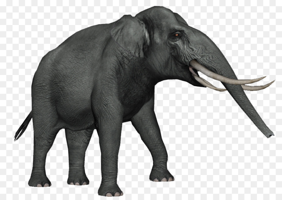 Elefante，Mamífero PNG