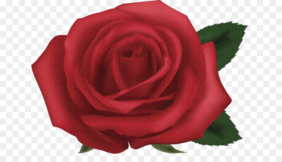 Las Rosas De Jardín，Rojo PNG