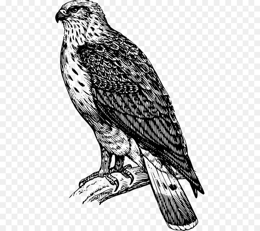 Pájaro，Buzzard PNG