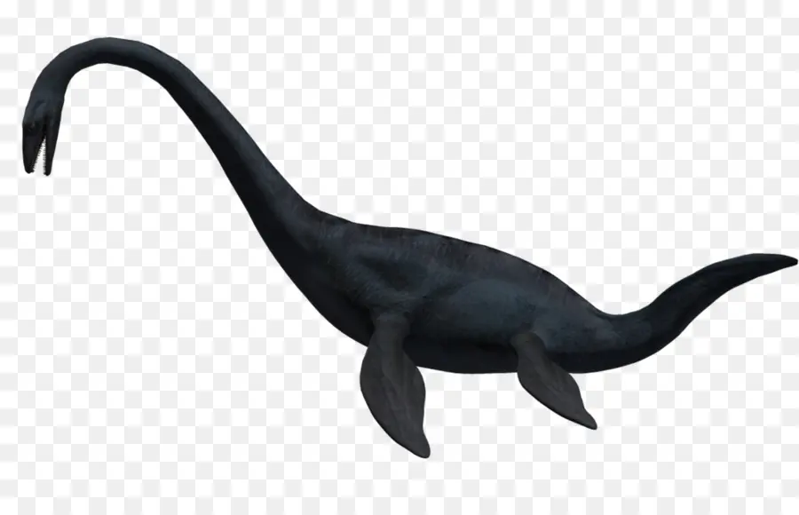 Elasmosaurus，Plesiosauria PNG