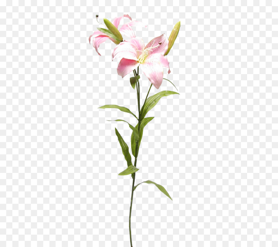 Flor，Lilium PNG