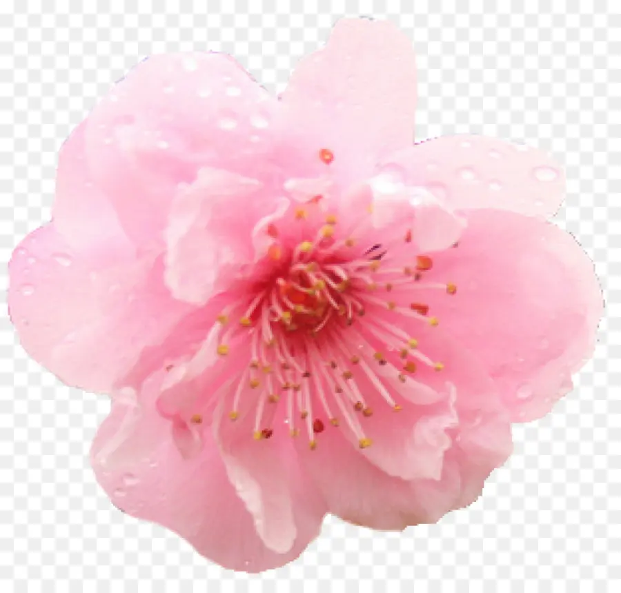 Flor Rosa，Florecer PNG