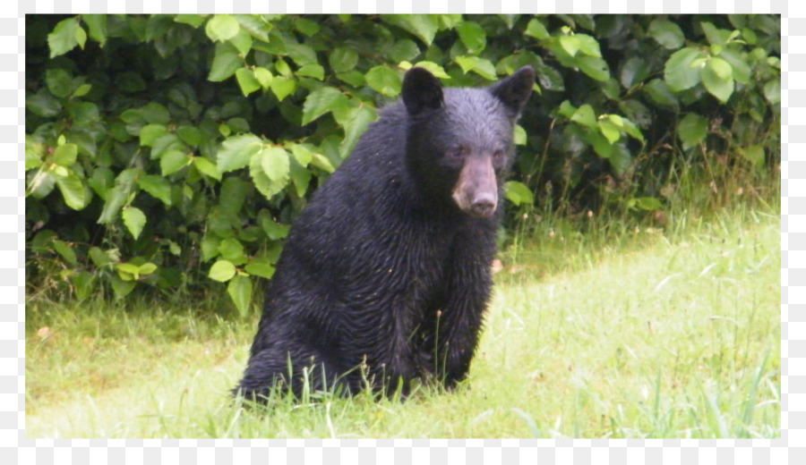 El Oso Negro Americano，Oso PNG