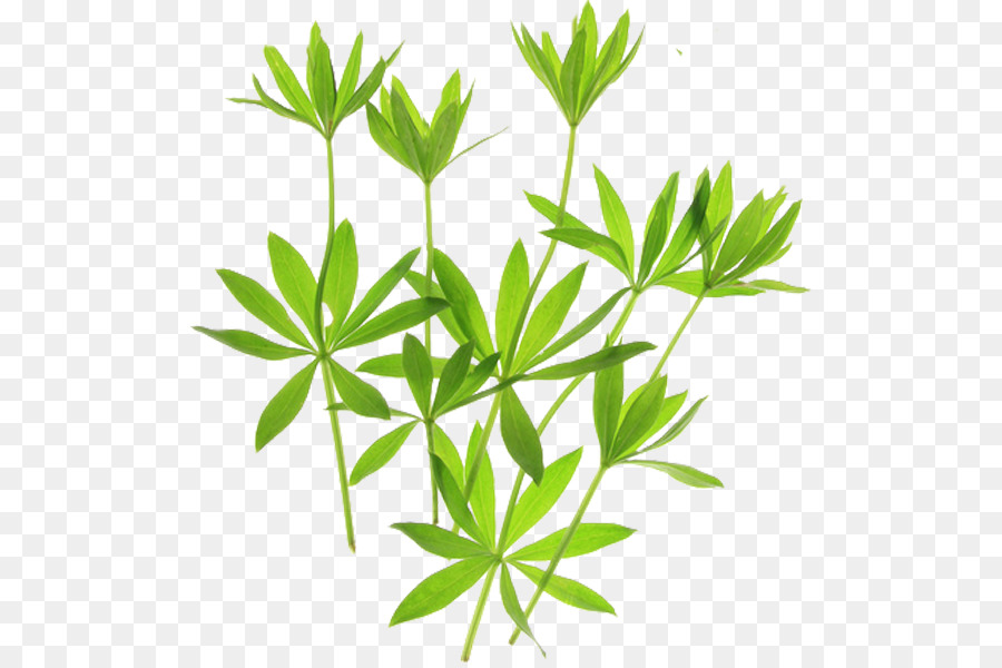 Sweetscented Galio，Galium Verum PNG