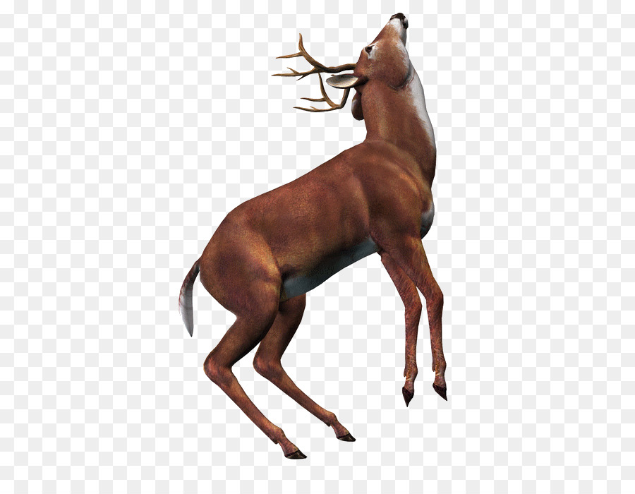 Deer，Reindeer PNG