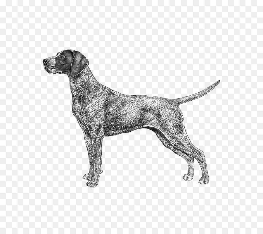 Bosquejo Del Perro，Canino PNG