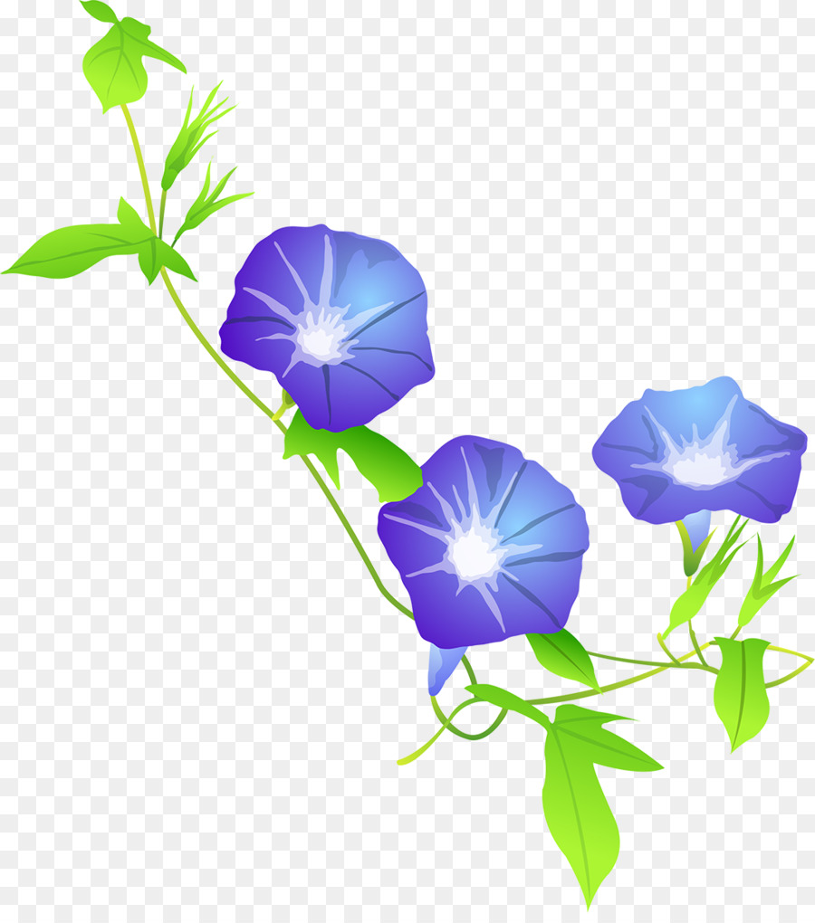 Ipomoea Nil，Vid PNG