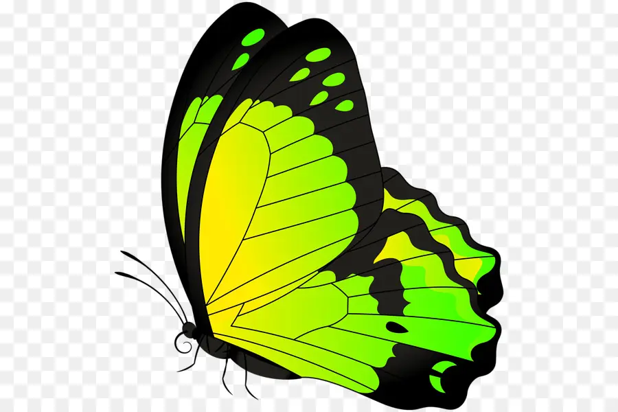 La Mariposa Monarca，Mariposa PNG