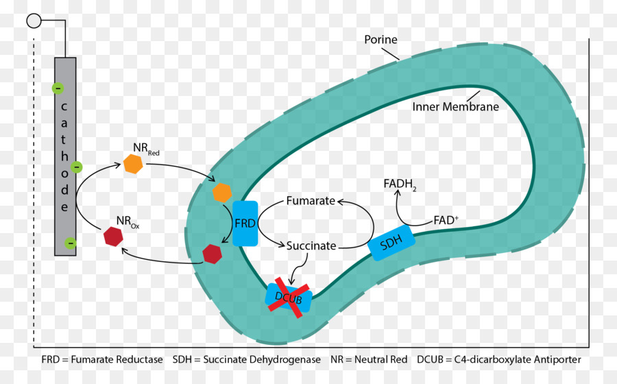 Fumarato Reductasa，Succinato Deshidrogenasa PNG