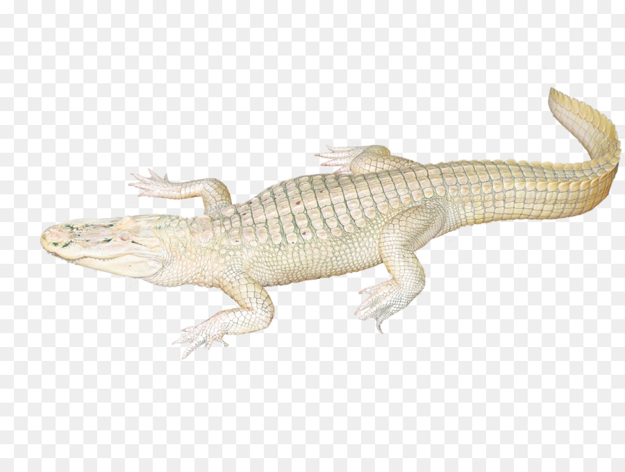 Das Deutsche Krokodil，Cocodrilo PNG