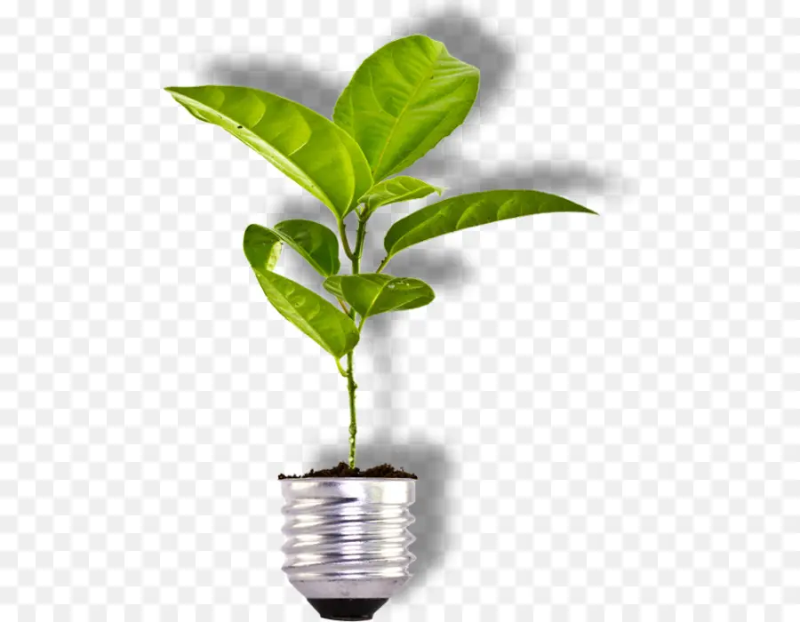 Planta En Bombilla，Crecimiento PNG