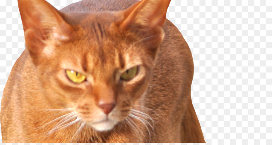 Abisinio，Gatito PNG