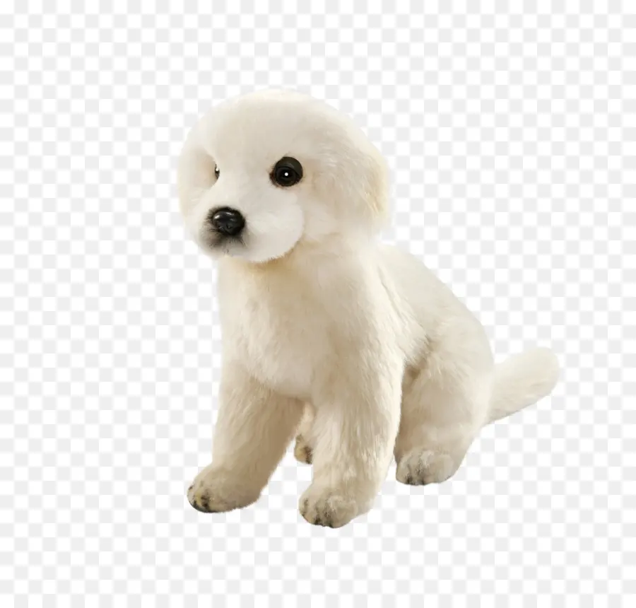 Poodle Estándar，Perro De Pastor De La Maremma PNG