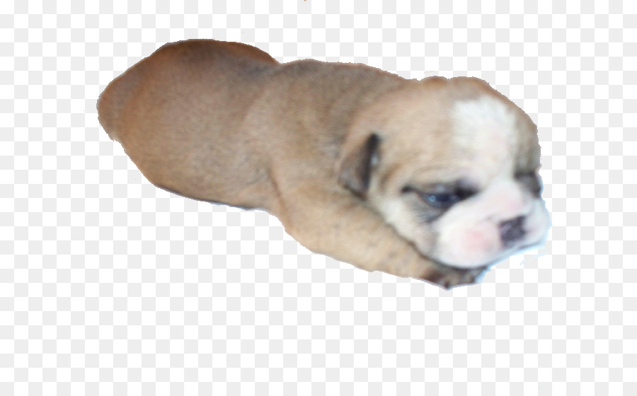 Bulldog De Juguete，Bulldogge Inglés Viejo PNG