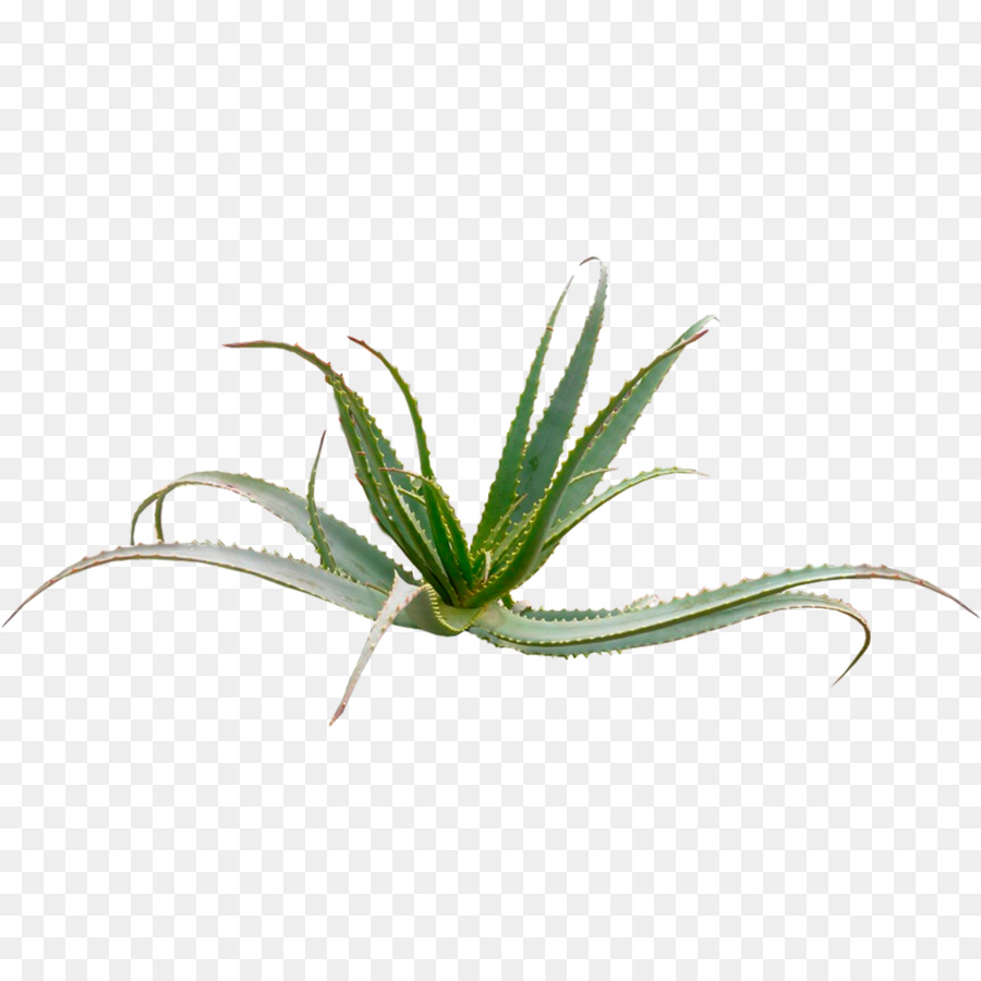 Aloe Vera，Aloe Arborescens PNG