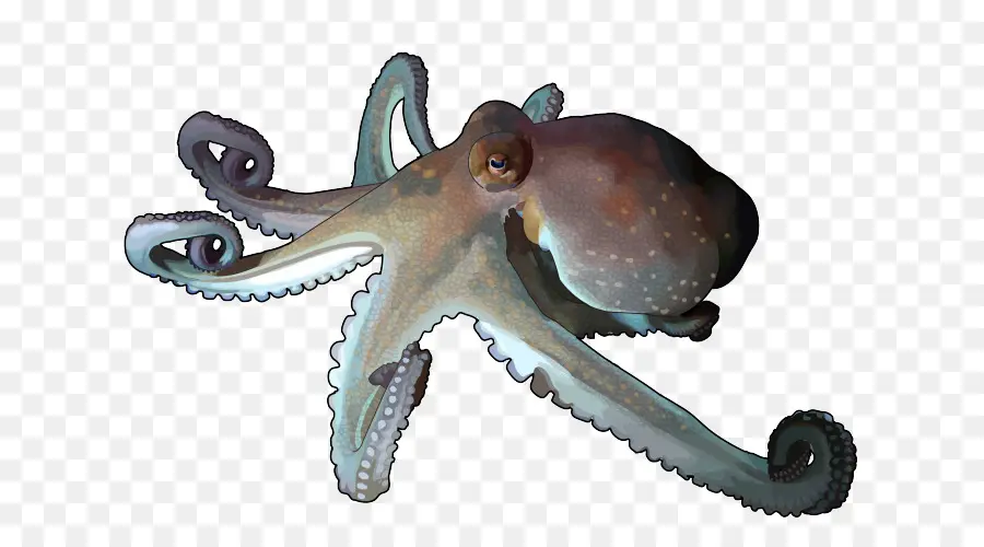 Pulpo，Criatura Marina PNG