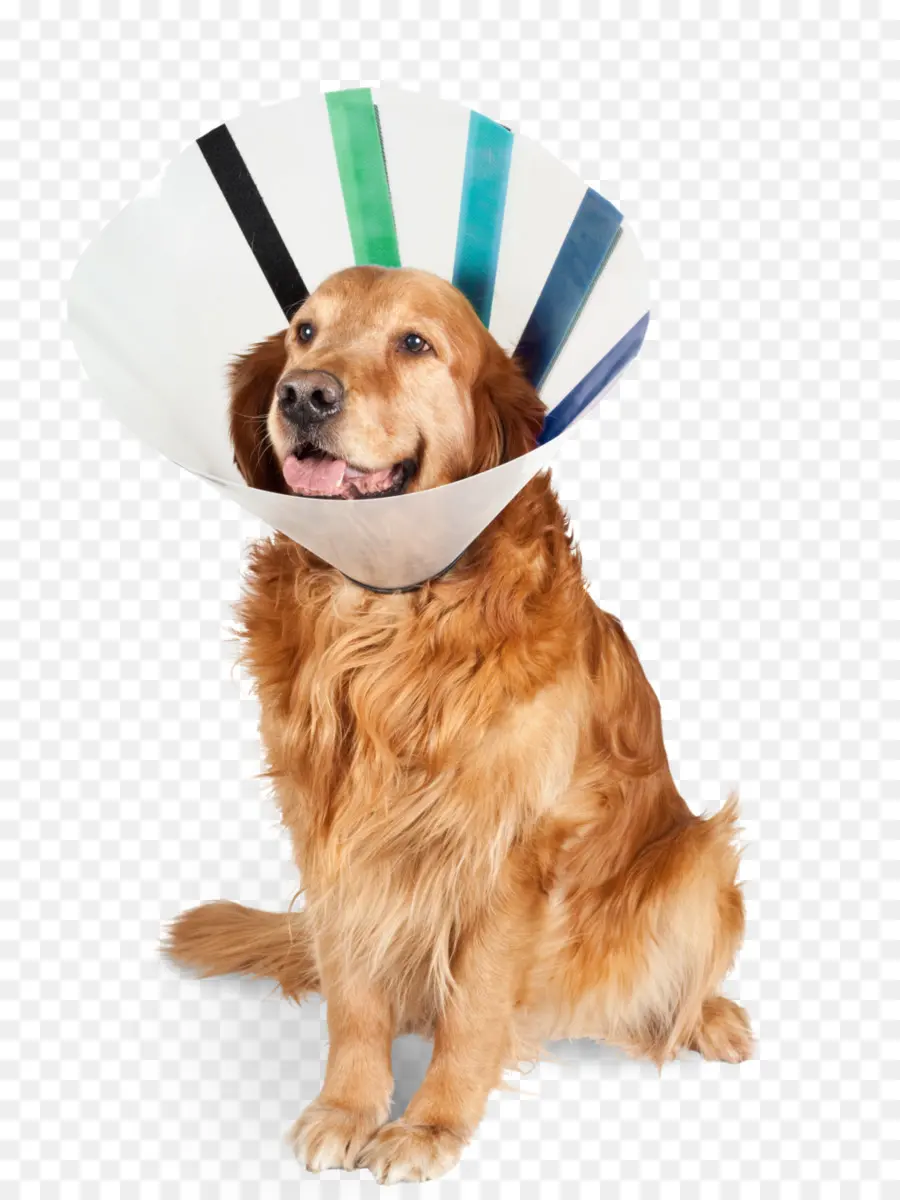 Perro，Cono PNG