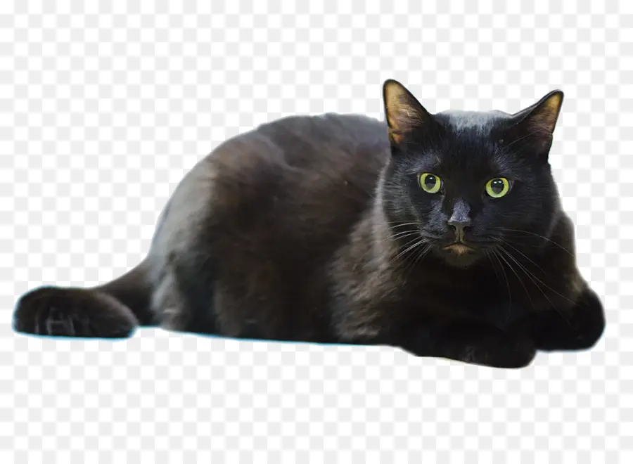 Gato Negro，Mascota PNG