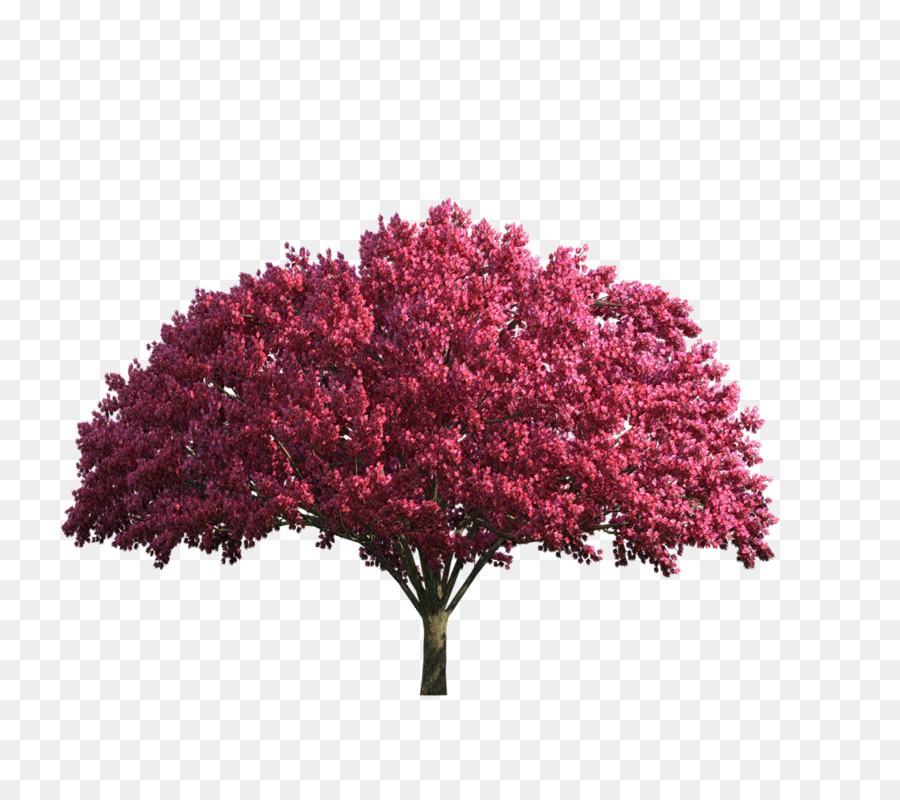 árbol Rojo，Hojas PNG