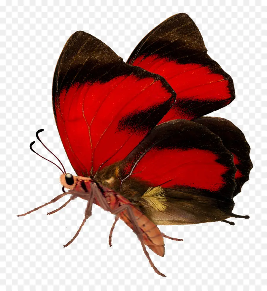 Nymphalidae，Mariposa PNG