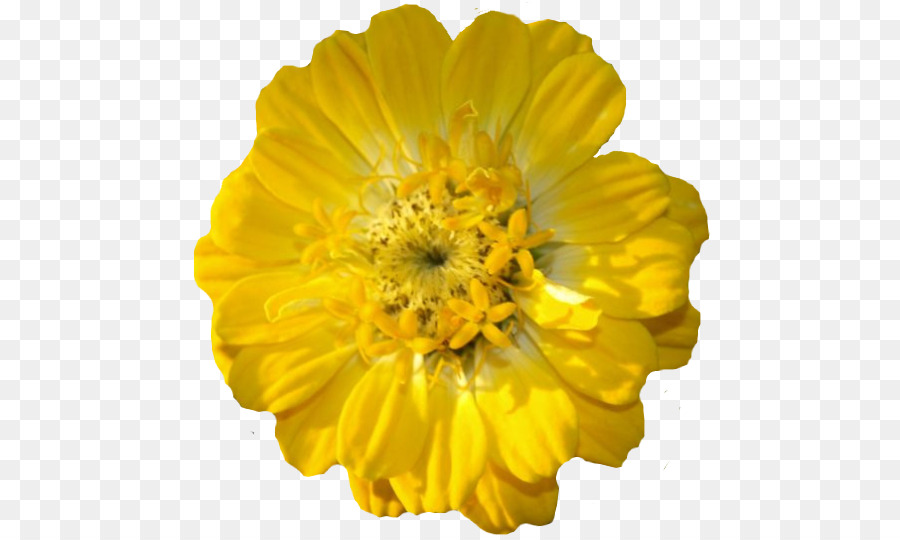 Flor，Amarillo PNG