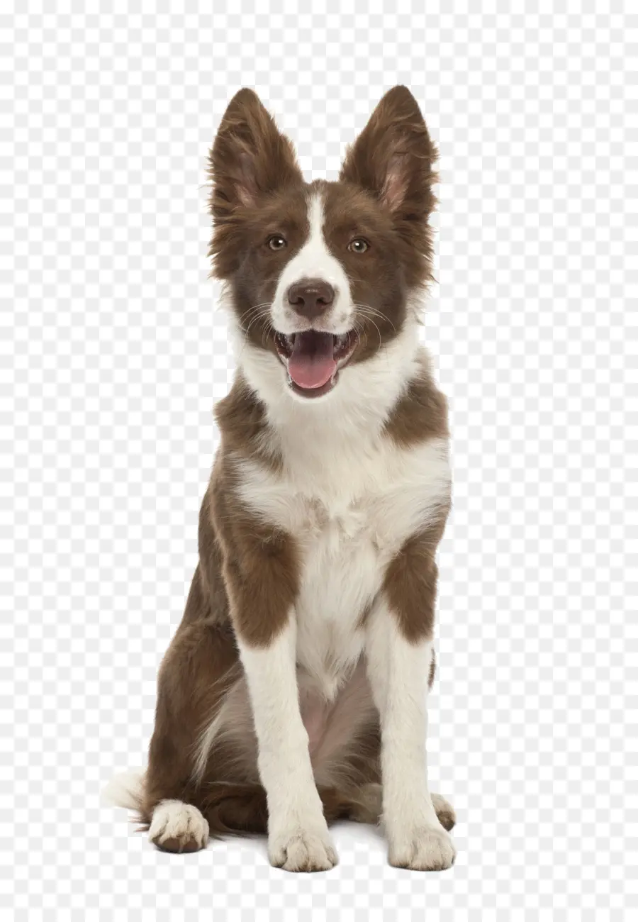 Border Collie，Rough Collie PNG