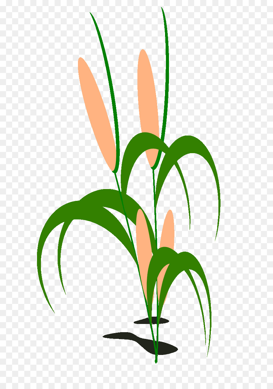 Planta De Totora，Hojas Verdes PNG