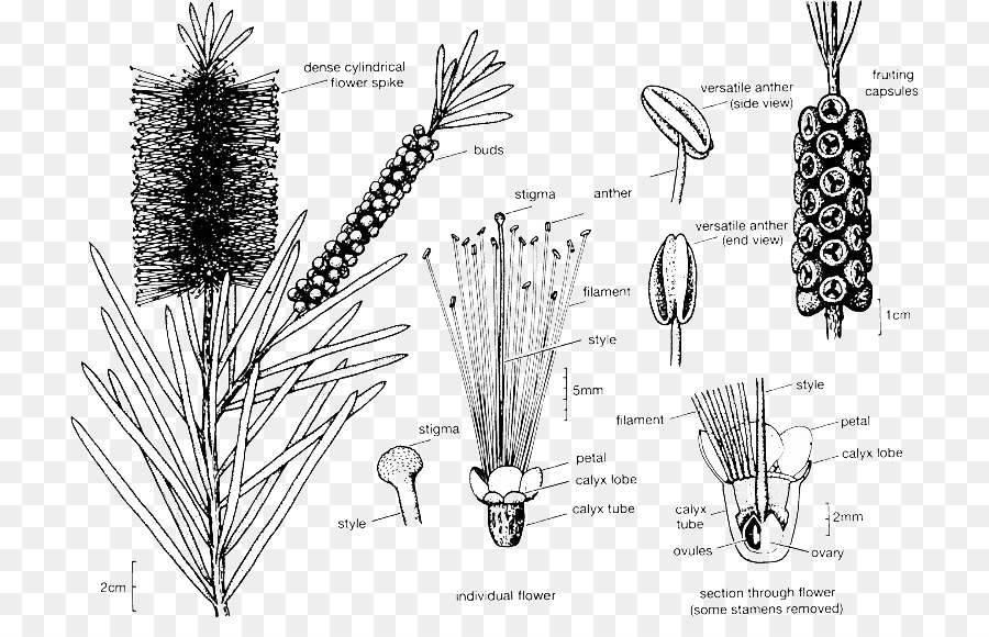 Diagrama De Flores，Botánica PNG