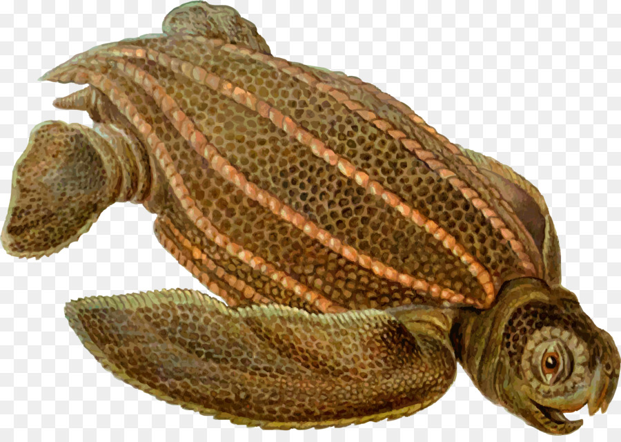 La Tortuga Laúd，Las Medusas PNG