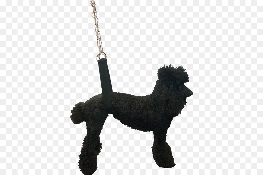 Caniche Estándar，Perro De Agua Español PNG